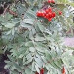 Sorbus aucupariaMeyve