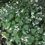 Ageratina altissima Habit