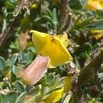 Chamaecytisus spinescens