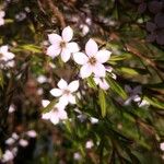 Diosma hirsuta 花