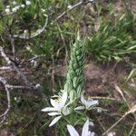 Loncomelos narbonense Flower