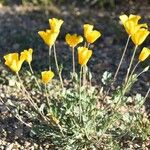 Eschscholzia glyptosperma ᱛᱟᱦᱮᱸ