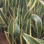 Dracaena trifasciataBlad