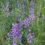 Vicia onobrychioides Hábito