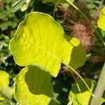 Cotinus coggygria Leaf