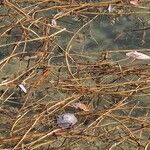 Myriophyllum spicatum Кара