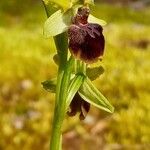 Ophrys aranifera Kvet