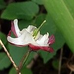 Epimedium alpinum Virág