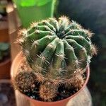 Echinopsis eyriesii Листок