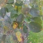 Amelanchier alnifolia Foglia
