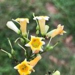 Freylinia lanceolata Flower