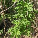 Eleutherococcus sieboldianus Hoja