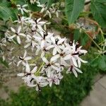 Melia azedarach 花