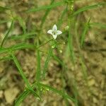 Stenaria nigricans Fleur