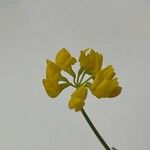 Coronilla junceaBlomst