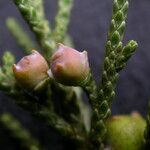 Juniperus indica
