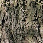 Salix × pendulina বাকল