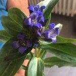 Gentiana cruciataКветка