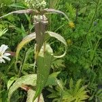 Eupatorium perfoliatum Blatt