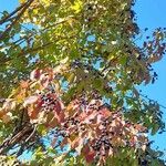 Cornus sanguinea Hábito