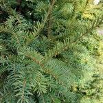 Tsuga canadensis List