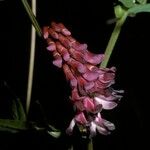 Vicia nigricans Flower