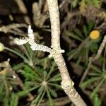 Euryops pectinatus 樹皮