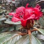 Rhododendron beanianum Blüte