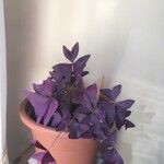 Oxalis triangularisLeaf