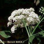 Sium latifolium Otro