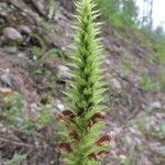 Pedicularis bracteosa 整株植物