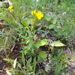 Oenothera perennis Květ