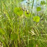 Fimbristylis autumnalis Habit