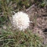 Cephalaria leucantha Flower