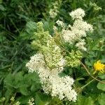 Filipendula ulmariaFlower