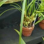 Maxillaria tenuifolia Φύλλο