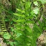 Dryopteris cristata Leaf