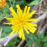 Hieracium murorum Kvet