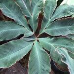 Amorphophallus atroviridis Leaf