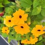 Thunbergia alataЦвят