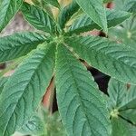 Cleome spinosa Leaf