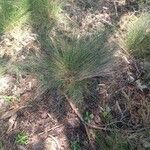 Festuca filiformis Foglia