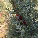 Juniperus phoenicea ফল