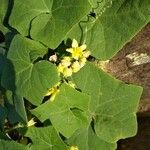 Bryonia verrucosa Flor