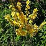 Verbascum densiflorum Habit