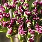 Seseli annuum Frucht