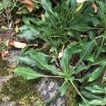 Cephalaria squamiflora