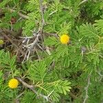 Acacia tortuosa Flor