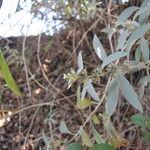 Buddleja sessiliflora Агульны выгляд