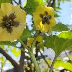 Physalis philadelphica Flower